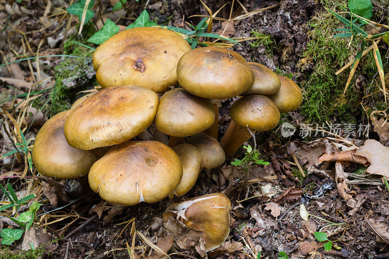 autumn forest mushrooms